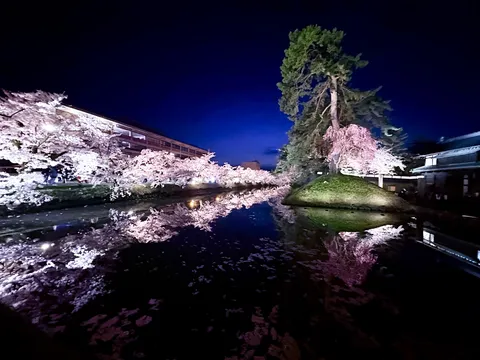 夜桜と水鏡、幻想的な競演