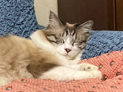 眠りにつく猫の温もり