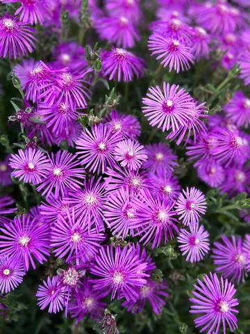 星屑のような紫の花園