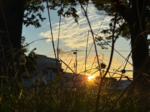 夕暮れの草むらに光が差す