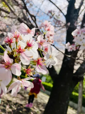 春風に舞う桜と子供の姿