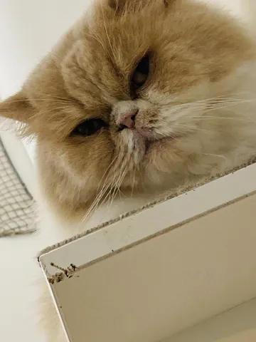 上から目線の猫さま