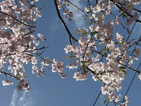 陽光きらめく桜の枝