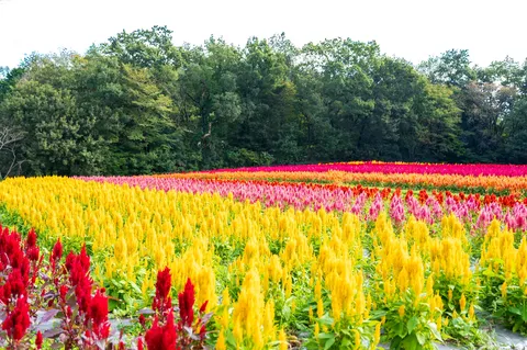 色の波が揺れる花畑