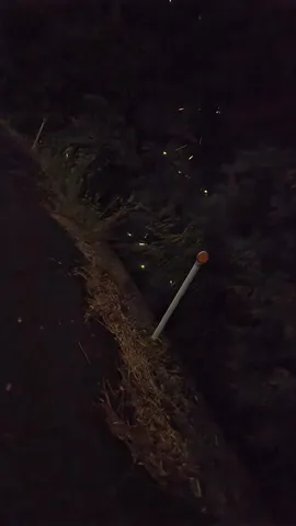闇夜に瞬く、小さな光の点滅