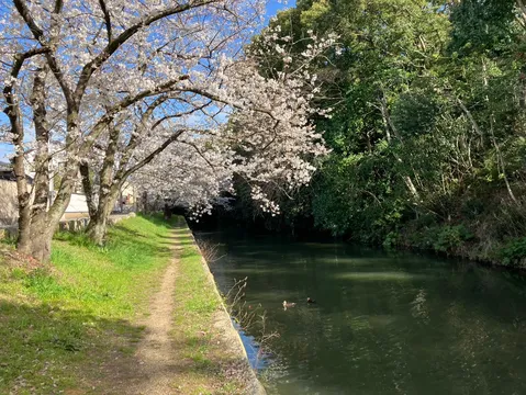 桜と水辺の穏やかな光景