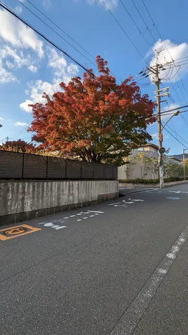 秋色に染まる街路樹と電線