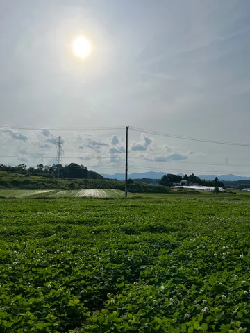 夏空の下、広がる緑の絨毯