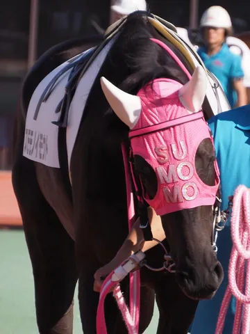 ピンクの装具がキュートな競走馬