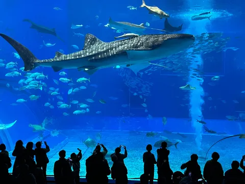 悠然と泳ぐ海の巨人