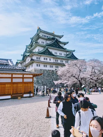 天守閣と桜の競演
