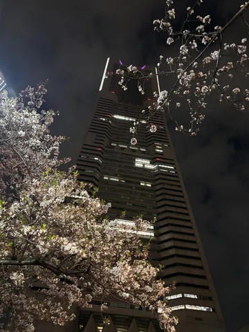 夜桜と摩天楼の共演