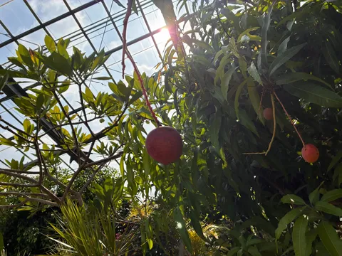 緑と太陽に育まれる、色づく実り