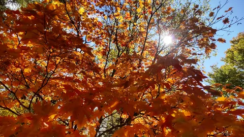 光と紅葉の戯れ