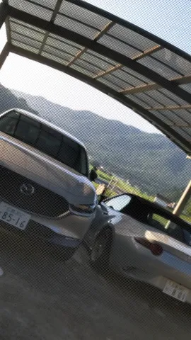 網越しの夏の気配