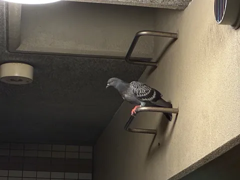 都会のオアシス、ハトの休息