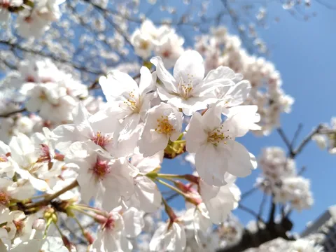 青空に映える桜の息吹