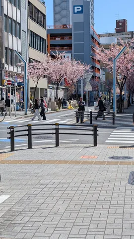 春の街角、桜と人の影