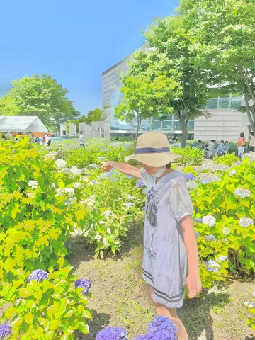 まぶしいあじさい畑の探検