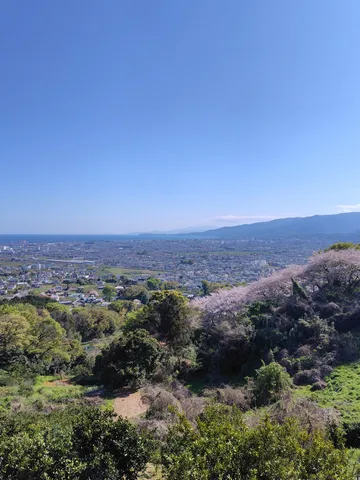桜咲く丘から見下ろす街