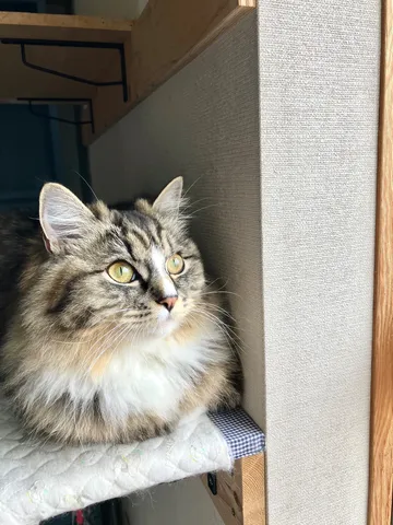 猫さんの窓辺の思案顔
