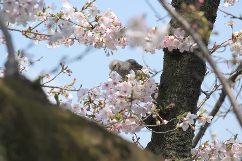 春を待つ小鳥と桜