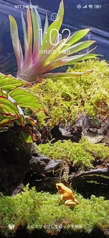 苔と岩の小さな庭景