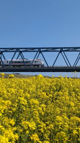 春を渡る特急電車と菜の花畑