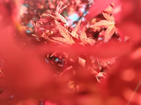 紅葉のグラデーション