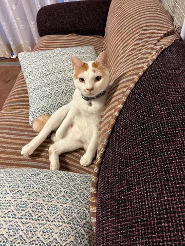 くつろぎのひととき、猫の静かな時間