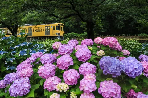 初夏を彩る花と電車