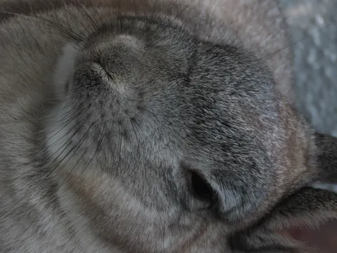 とろけるうさぎの表情