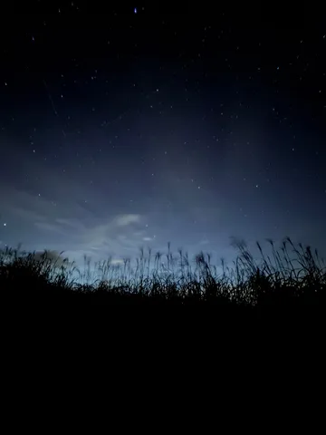 ススキと夜空