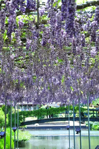 紫の雨、藤の花トンネル
