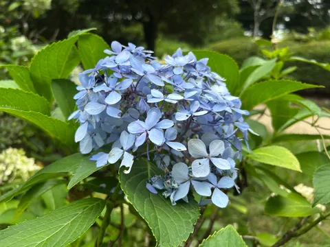 雨粒を宿す、青いアジサイ