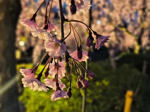 控えめライトの、夜桜団欒