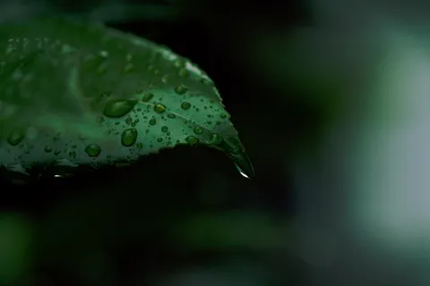 雨粒が光る葉の雫
