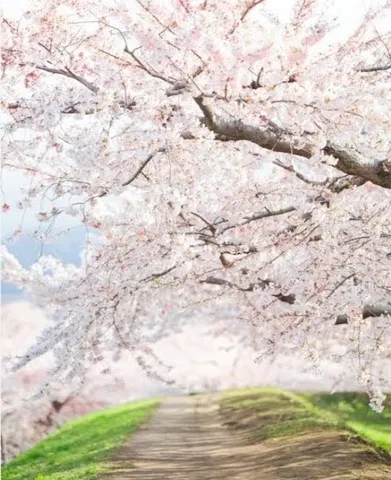桜並木の小道