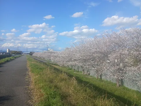 青空と桜の道の記憶