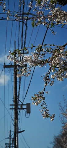 青空と桜の静かなライン