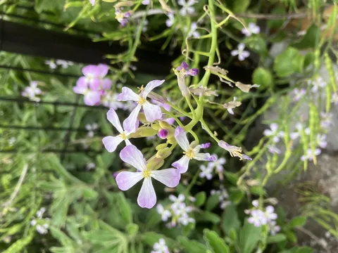 控えめな佇まいの花