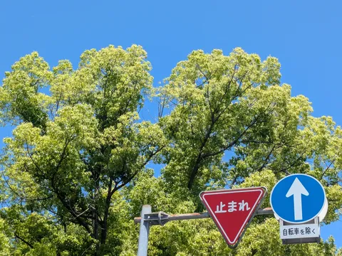 新緑と標識、青空のコントラスト