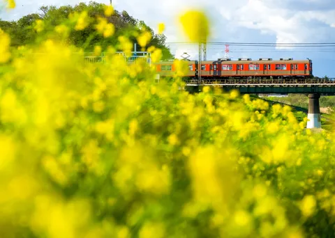 菜の花と鉄路の春景色