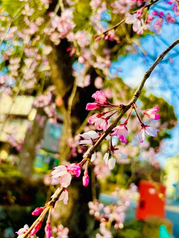 春の息吹、桜色のグラデーション