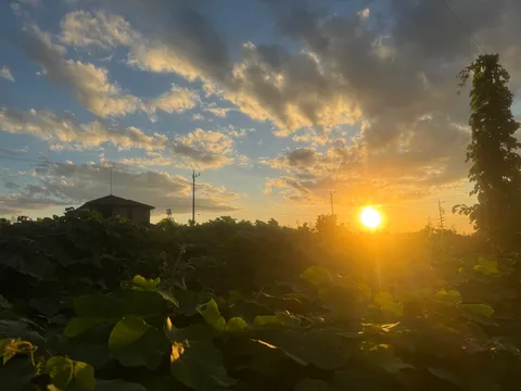夕陽と蔓の影絵