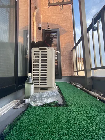 室外機が特等席な黒猫