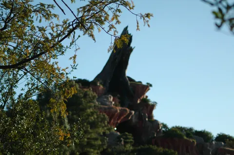 空にそびえる緑の木々