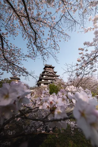 桜に包まれる古城