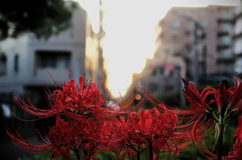 夕暮れに咲く彼岸花