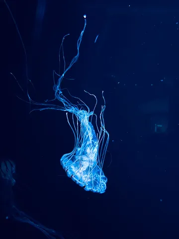 深海に揺れる光